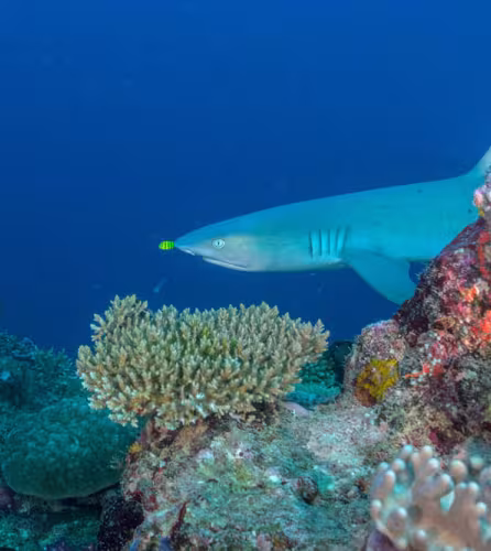 Requin corail à pointes blanches (Triaenodon obesus) nageant le long d’un récif près du passage de Mali