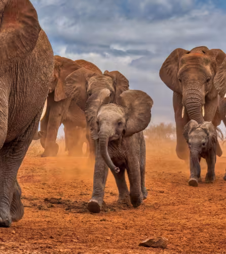 Troupeau d’éléphants d’Afrique (Loxodonta africana) venant s’abreuver dans la réserve de Lumo, au Kenya.