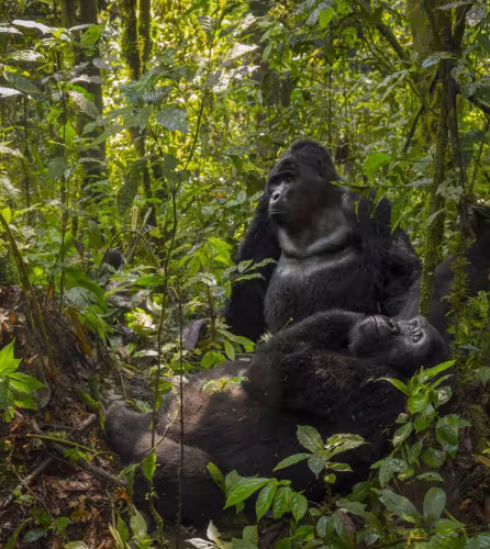 Rafiki Jr., jeune gorille de montagne du groupe Nkuringo en Ouganda, incarne la résilience de son clan après la disparition de son père et la continuité des efforts de conservation.