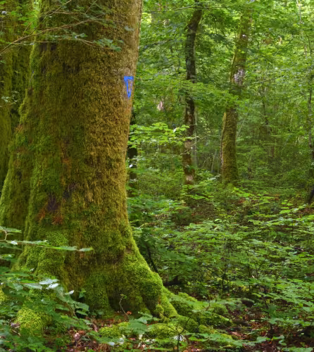 Foret - Colmier le Haut - Ilot de senescence