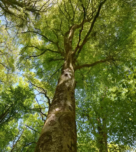 Forêt - Bois de la loge