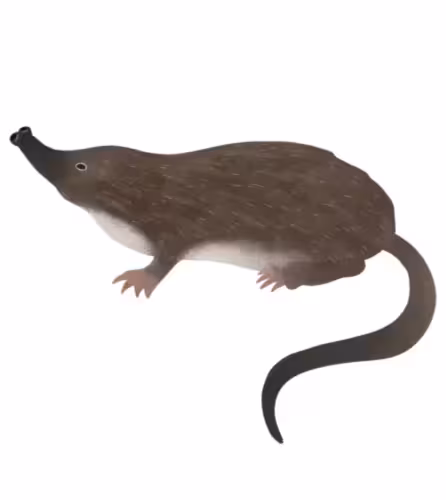 Illustration Le desmans des Pyrénées