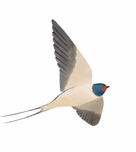 Illustration Hirondelle