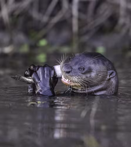Loutre géante (Pteronura brasiliensis) mangeant un poisson dans l’eau