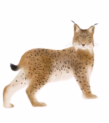 Illustration Lynx