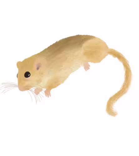 Illustration muscardin