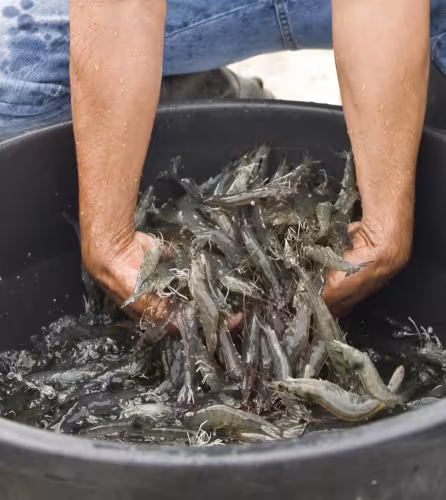 Uziel Guzman, originaire du Guatemala, travaille dans une ferme d’élevage de crevettes au Belize, en Amérique centrale