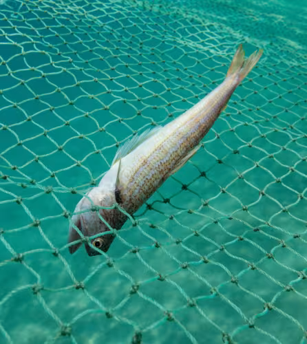 Poisson-lézard pris dans un filet de senne de plage, au Mozambique