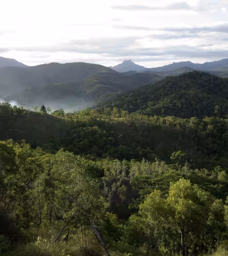 Forêt, Nouvelle-Calédonie