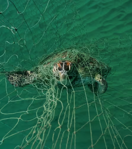 Tortue verte (Chelonia mydas) noyée après s'être emmêlée dans un filet maillant à Tobago, dans la mer des Caraïbes.