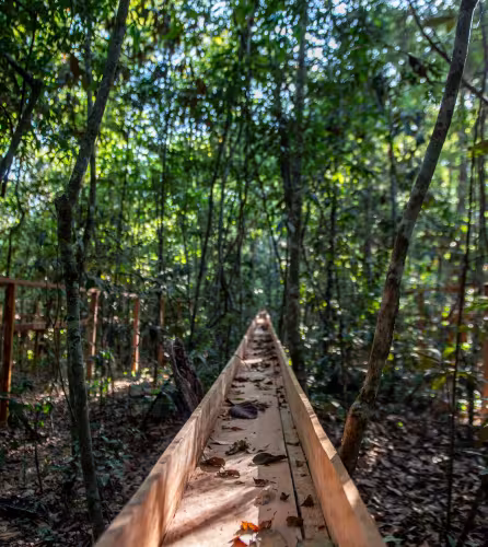 Zone légale amazonienne, à la transition entre le Cerrado et l’Amazonie, au Brésil.