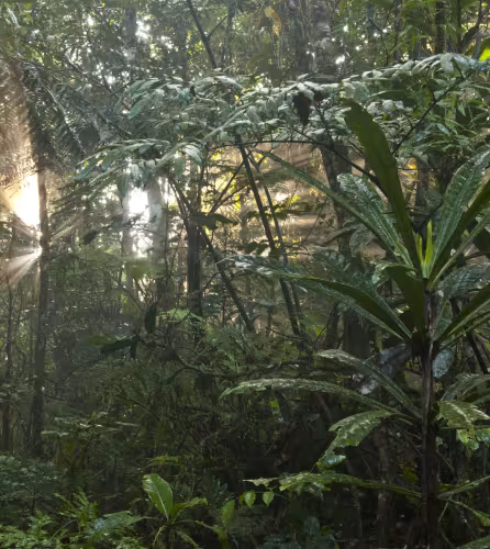 Sous-bois de la forêt Aoupinie en Nouvelle-Calédonie