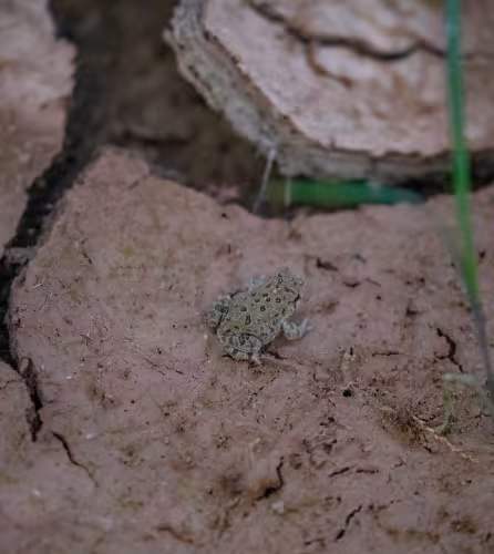 Rainette des canyons dans le lit asséché du Rio Grande