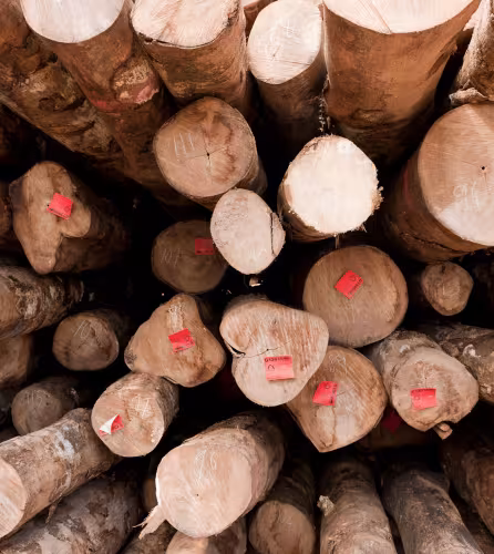 Bois certifié FSC de l'entreprise Kolombangara Forest Products Limited, Iles Salomon