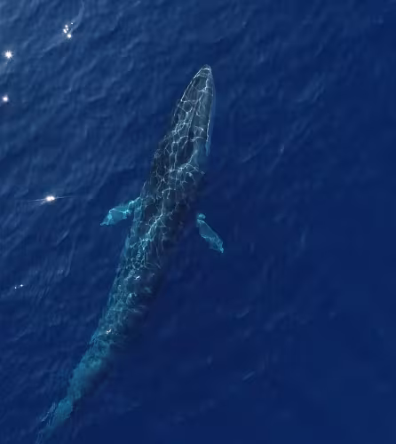 Vue aérienne d'un rorqual (Balaenoptera physalus) commun dans le Sanctuaire Pelagos, Méditerranée.