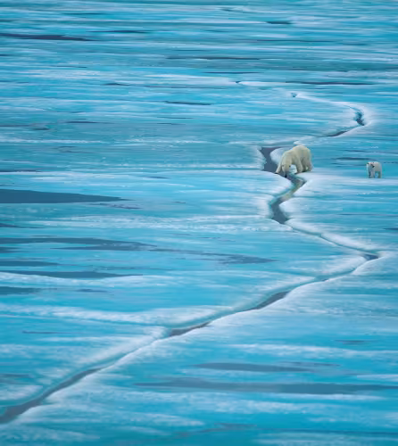 Une mère ours polaire et son petit marchent sur la glace de Baffin Island, Nunavut (Canada)