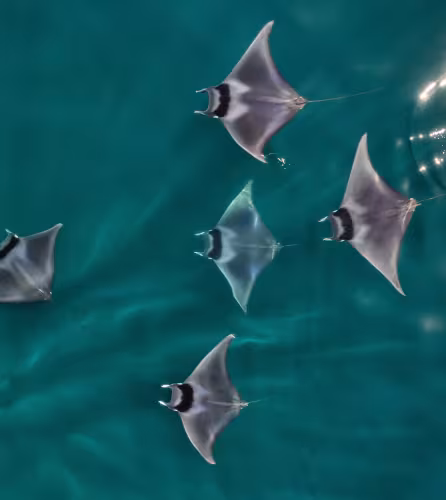 Raies diaboliques à queue épineuse (Mobula mobular) vue aérienne, Basse-Californie, Mexique