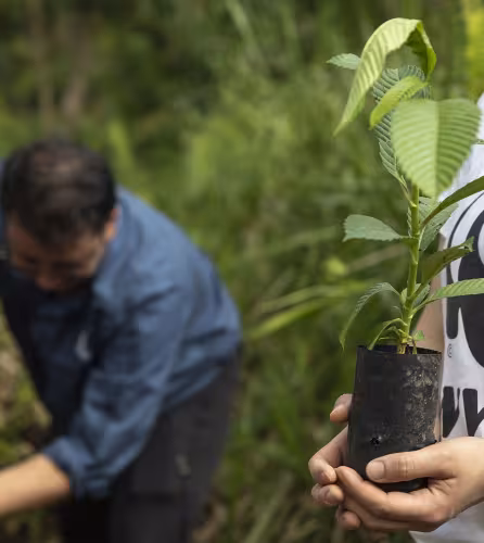 Annika Terrana et Nicholas Fong, employés du WWF, plantent un semis dans le Sabah Softwoods, Sabah, Bornéo, Malaisie