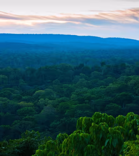 Forêt dans le bassin du Congo