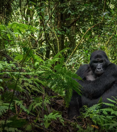 Gorille des montagnes (Gorilla beringei beringei) assis dans la forêt (Ouganda)
