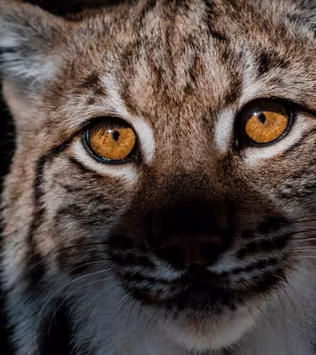 Vue rapprochée sur un Lynx (Lynx lynx)