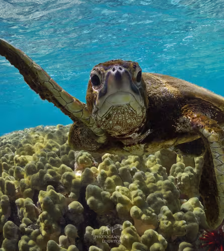 Tortue verte (Chelonia mydas)