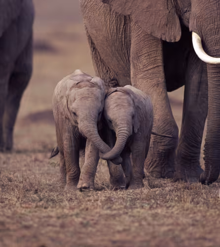 deux bébés éléphants qui se tiennent par la trompe