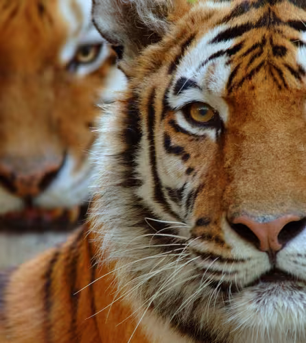 Portrait de deux tigres