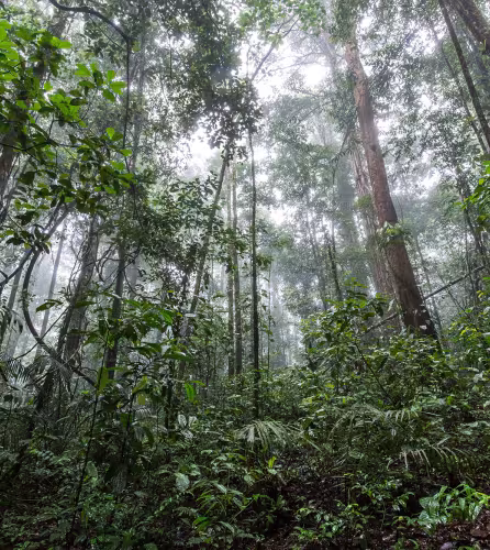 Au coeur de la forêt amazonienne