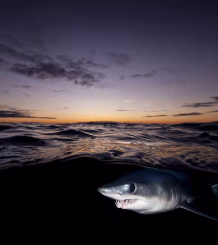 Le requin-taupe bleu (Isurus oxyrinchus) appelé aussi "requin mako" est désormais inscrit à l'Annexe II de le CITES.