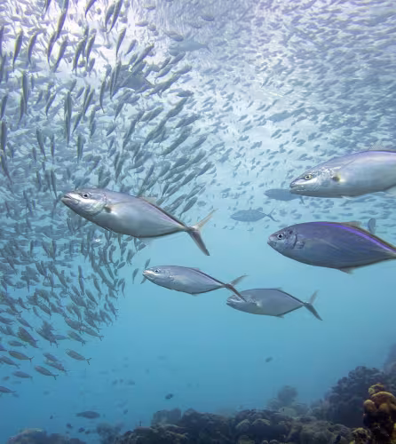 Thunnus obesus