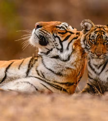 Tigre-et-son-petit-allongé
