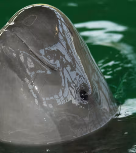 Le marsouin du Yangtsé (Neophocaena phocaenoides) est désormais plus rare que le panda géant (Ailuropoda melanoleuca).
