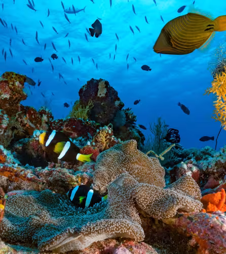 Les poissons récifaux au secours des coraux