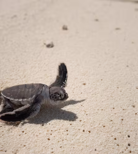 bébé tortue Nouvelle-Calédonie