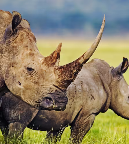 Deux rhinocéros blancs dans le parc national du Kenya