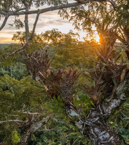 Forêt amazonienne
