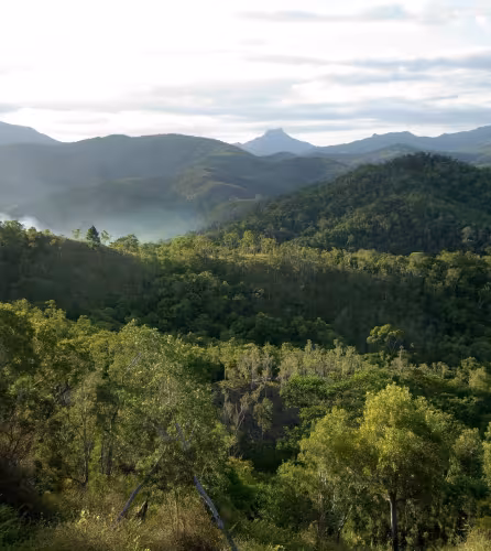 Forêt de Nouvelle-Calédonie