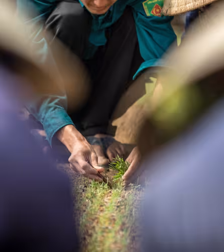 La pépinière de jeunes plants de la compagnie forestière Tien Phong, ville de Huong Thuy, Vietnam. Les semis sont produits à partir de cultures de tissus végétaux par micropropagation.