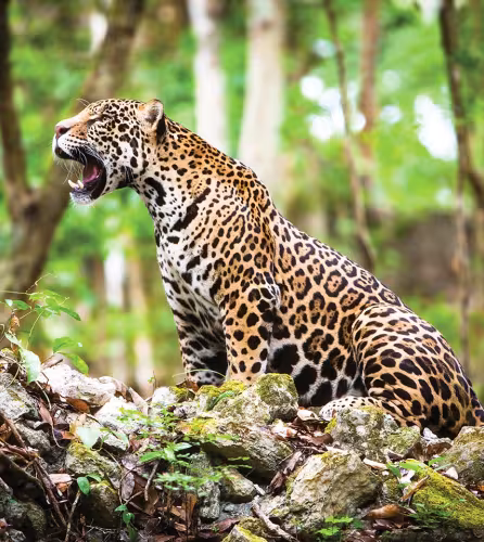 Un jaguar (Panthera onca) rugissant dans la forêt