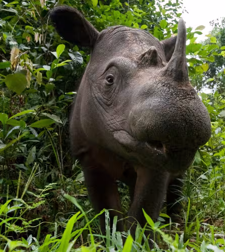 Rhinocéros de Sumatra dans le parc national de Way Kambas (Indonésie)