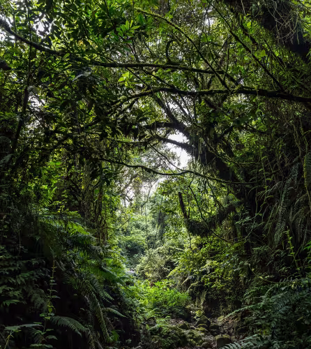 Parc national de Virunga (République démocratique du Congo)