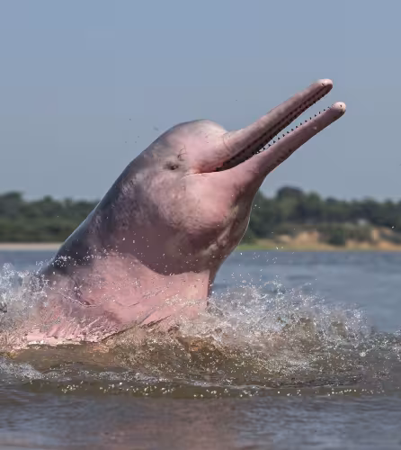 Dauphin de l'Amazone (Inia geoffrensis) sautant hors de l'eau Brésil