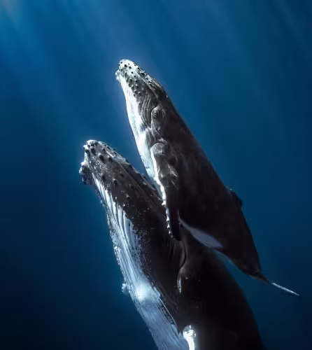 Deux baleines à bosse nageant vers la surface