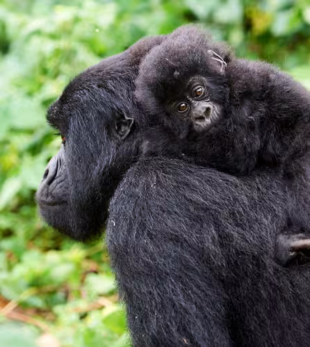 Gorille de montagne femelle (Gorilla beringei beringei) portant son bébé sur le dos, membre du groupe Kabirizi, Parc national des Virunga, Nord-Kivu, République démocratique du Congo, Afrique