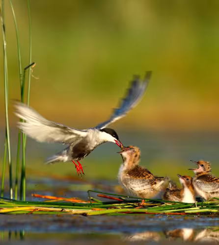 Guifette-et-ses-petits-WWF