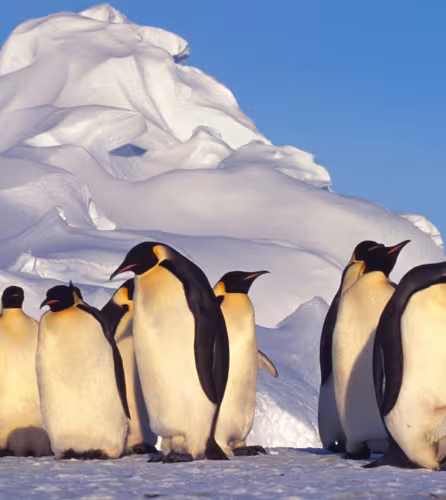 Un petit groupe de manchots empereurs ( Aptenodytes forsteri) sur la banquise.