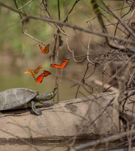 Papillons et tortue de rivière à points jaunes (Unifilis Podocnemididae Podocnemis). Réserve nationale de Tambopata, bassin amazonien péruvien. Pérou.