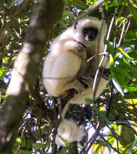 Propithèque soyeux - Madagascar