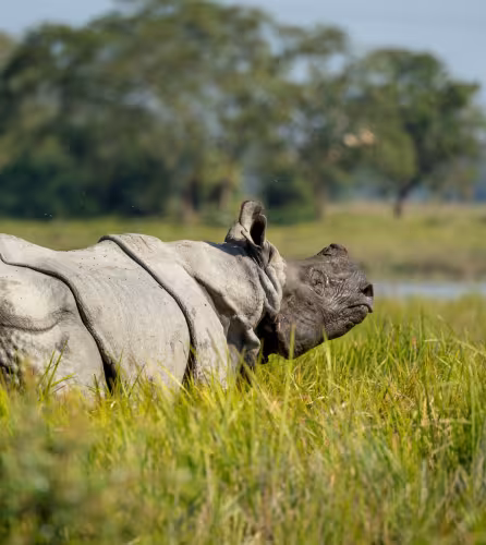 Rhinocéros d'Asie (Rhinoceros unicornis) près de l'eau.